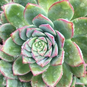 Meet your Posher, Cynthia